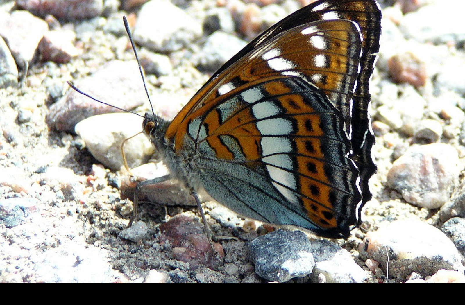 Tapeta limenitispopuli