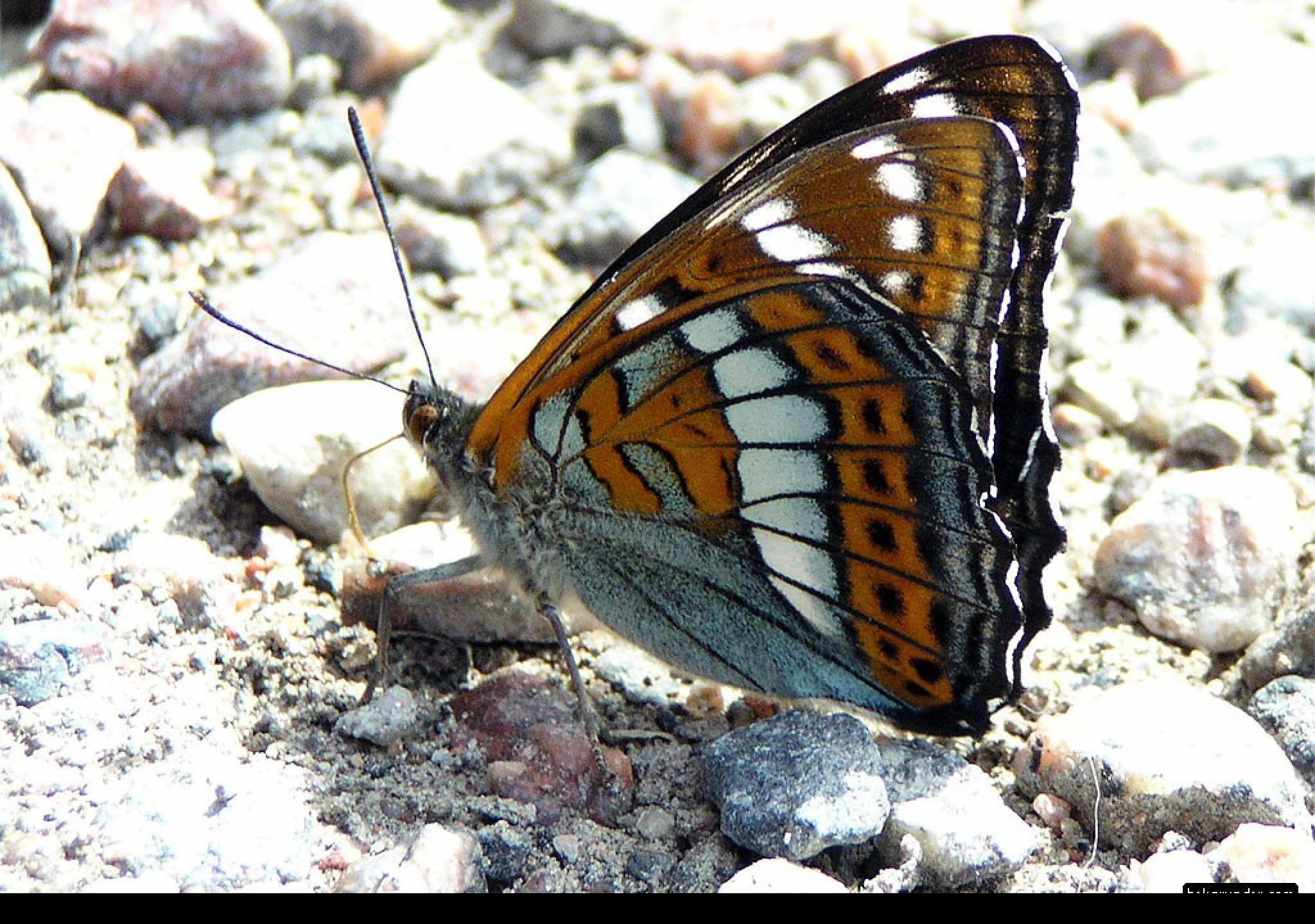 Tapeta limenitispopuli