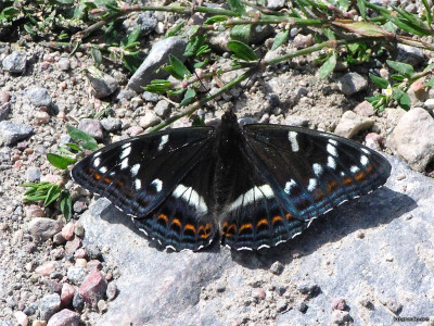 Tapeta: Limenitis populi 2