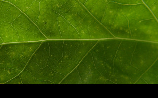 Tapeta list____