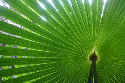 Tapeta: list palmy