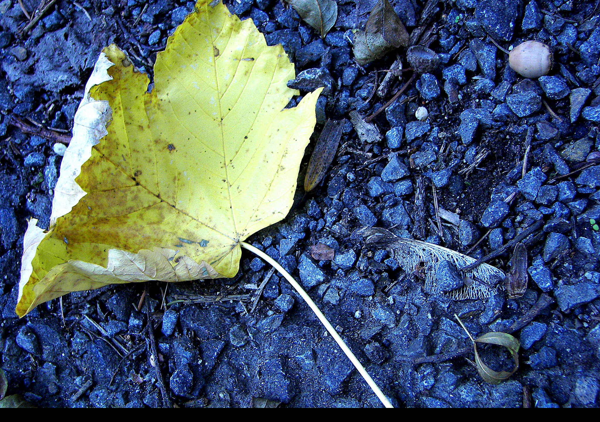 Tapeta list_v_lese