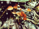 Tapeta little mushrooms