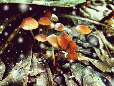 Tapeta: little mushrooms