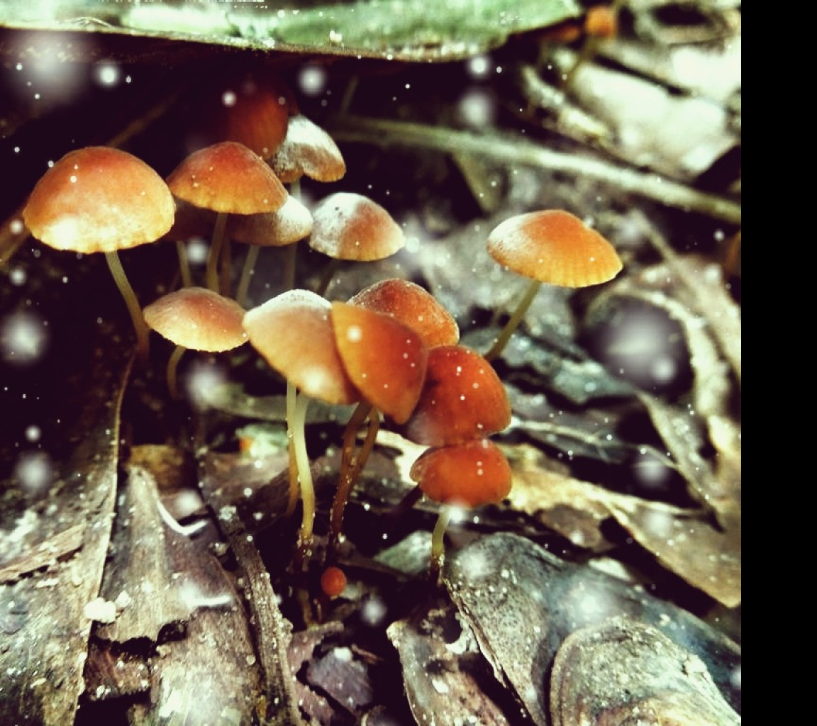 Tapeta little_mushrooms