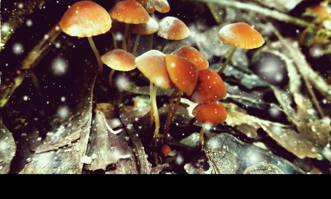 Tapeta little_mushrooms