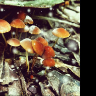 Tapeta little_mushrooms