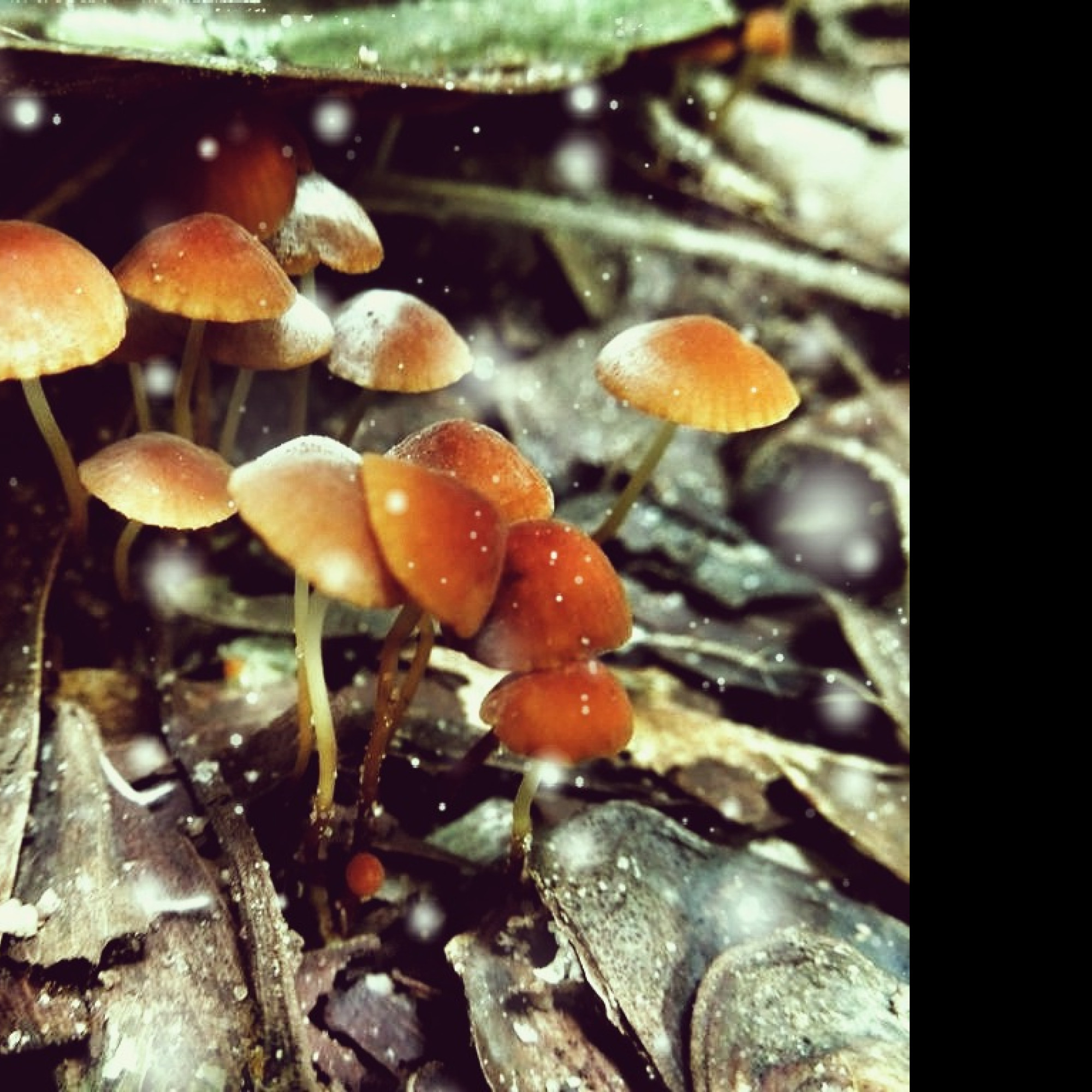 Tapeta little_mushrooms