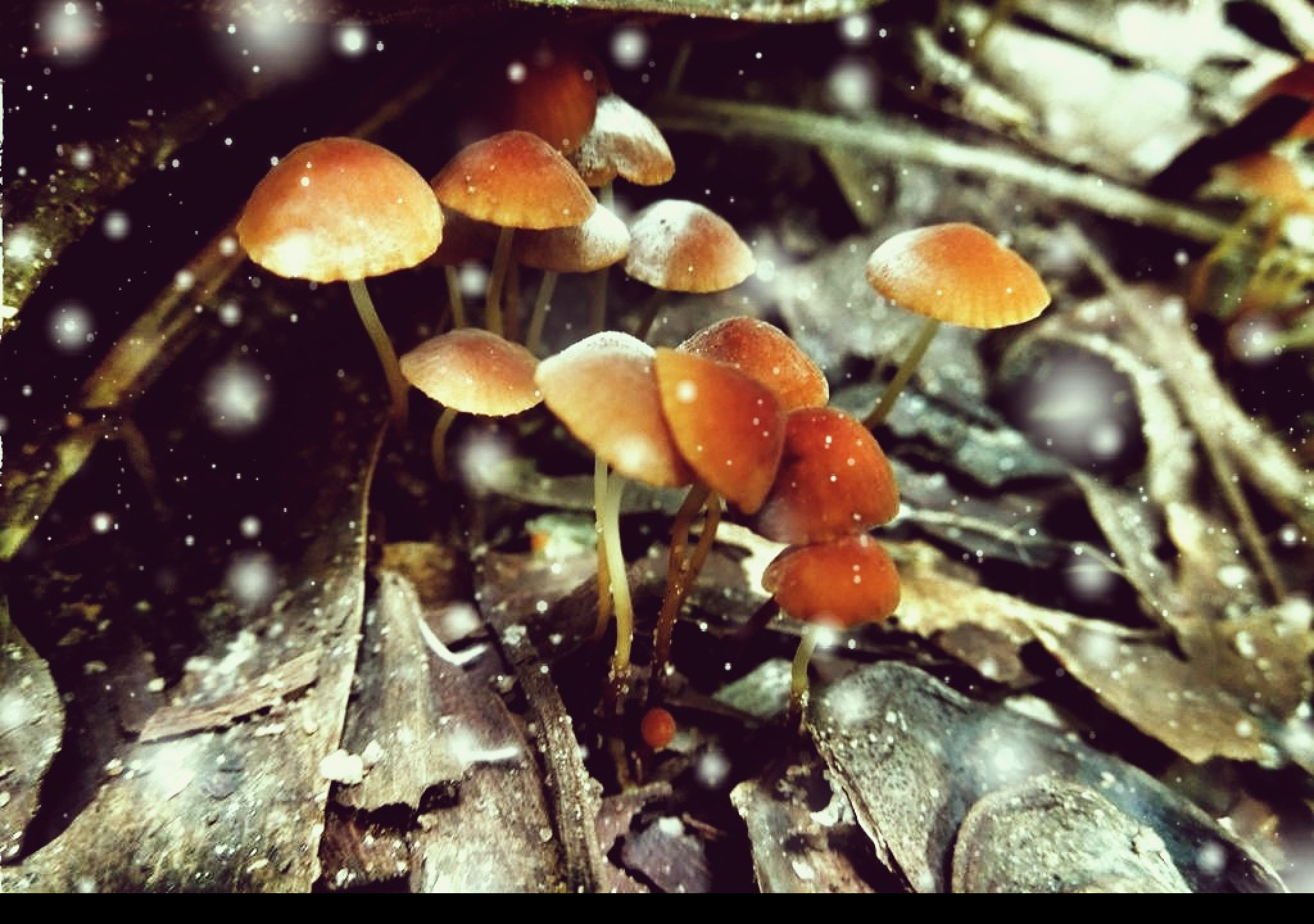 Tapeta little_mushrooms