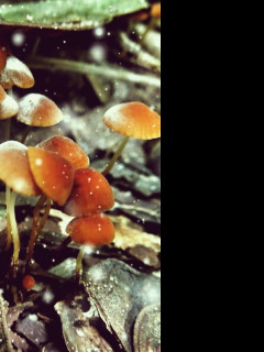 Tapeta little_mushrooms