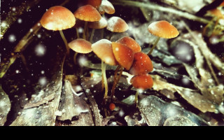 Tapeta little_mushrooms