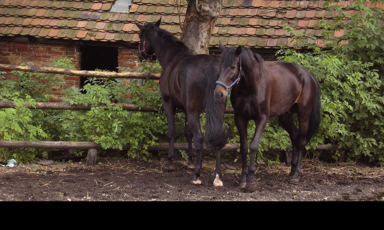 Tapeta loret_a_lutin