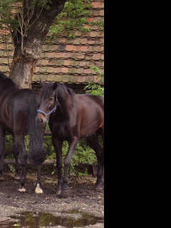 Tapeta loret_a_lutin