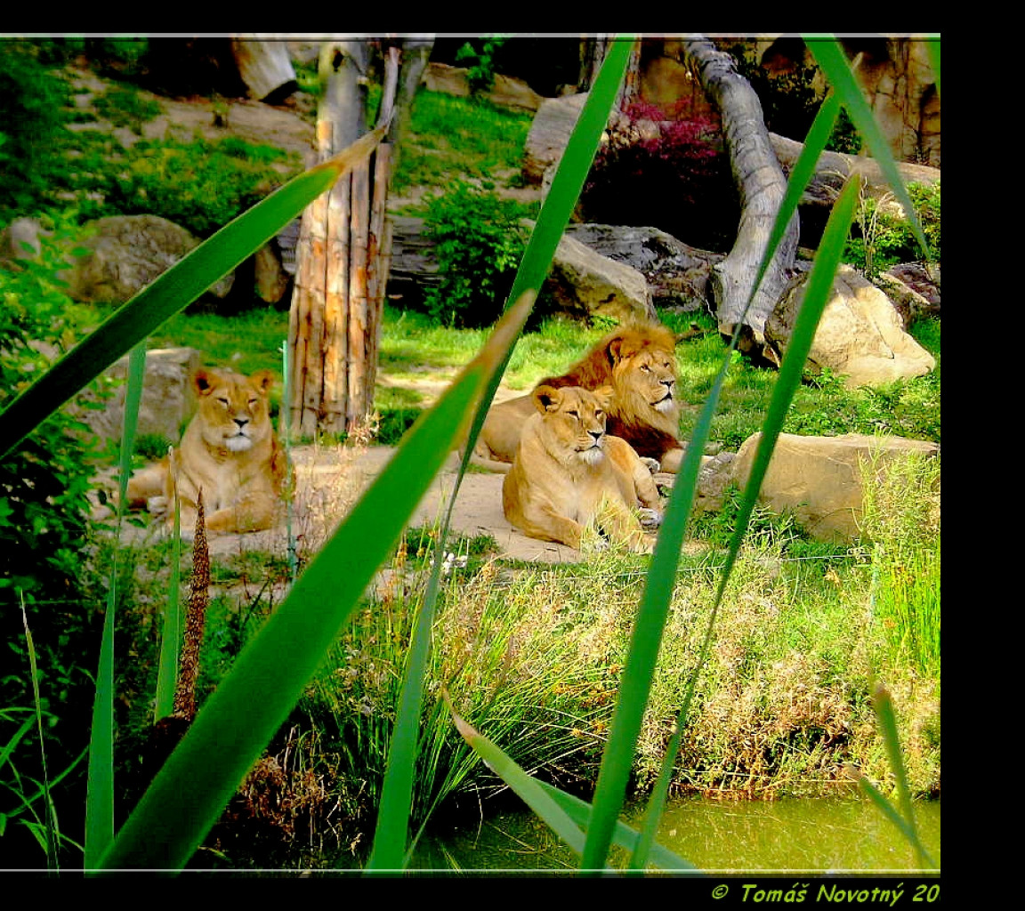 Tapeta lvi__zoo_lesna
