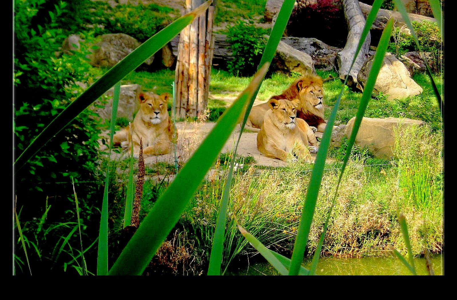 Tapeta lvi__zoo_lesna