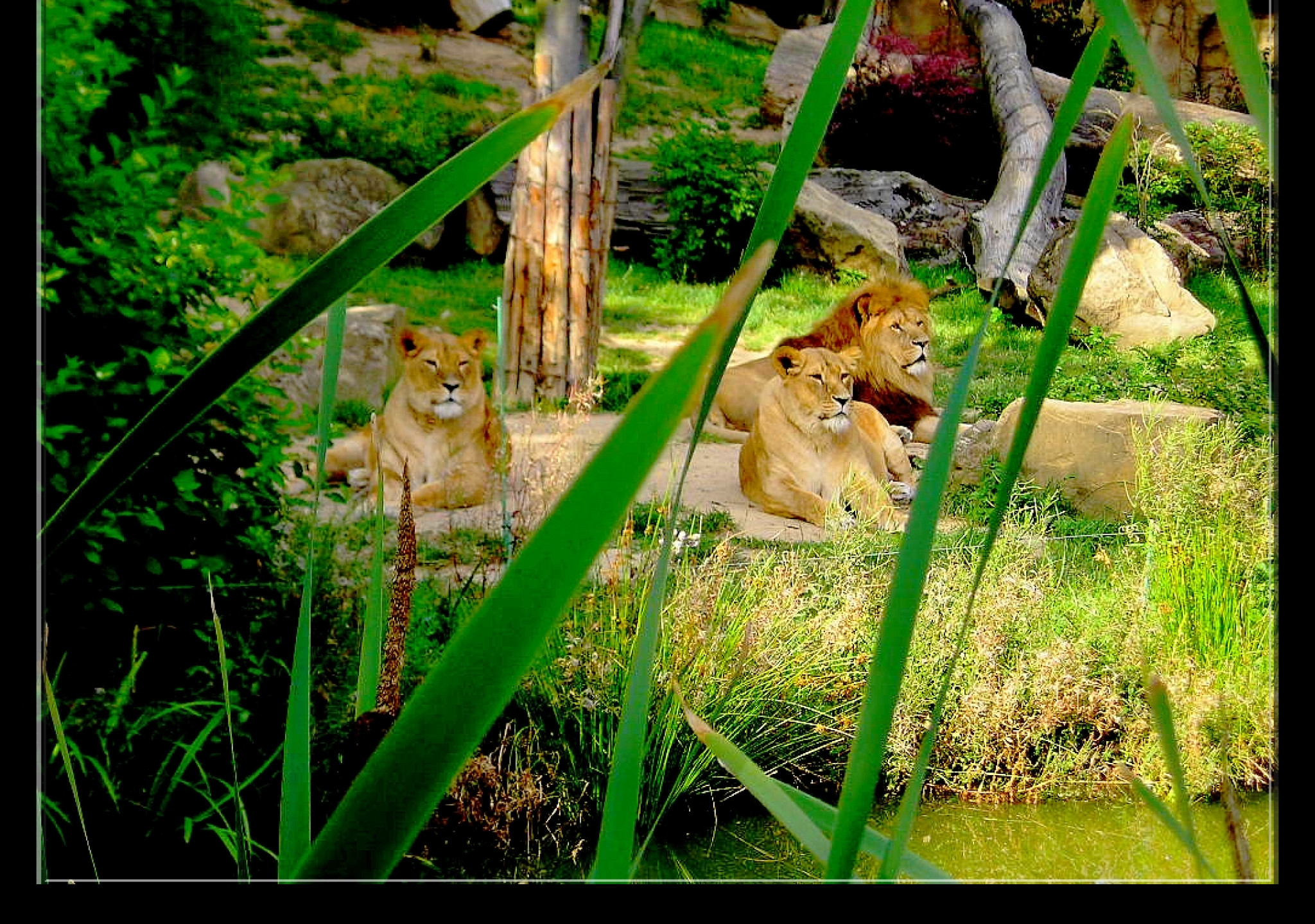 Tapeta lvi__zoo_lesna