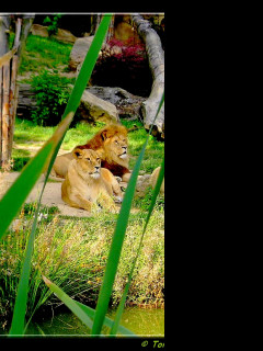 Tapeta lvi__zoo_lesna