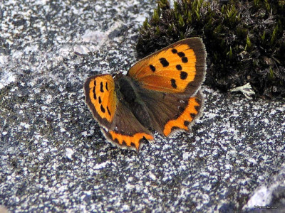 Tapeta: Lycaena phlaeas