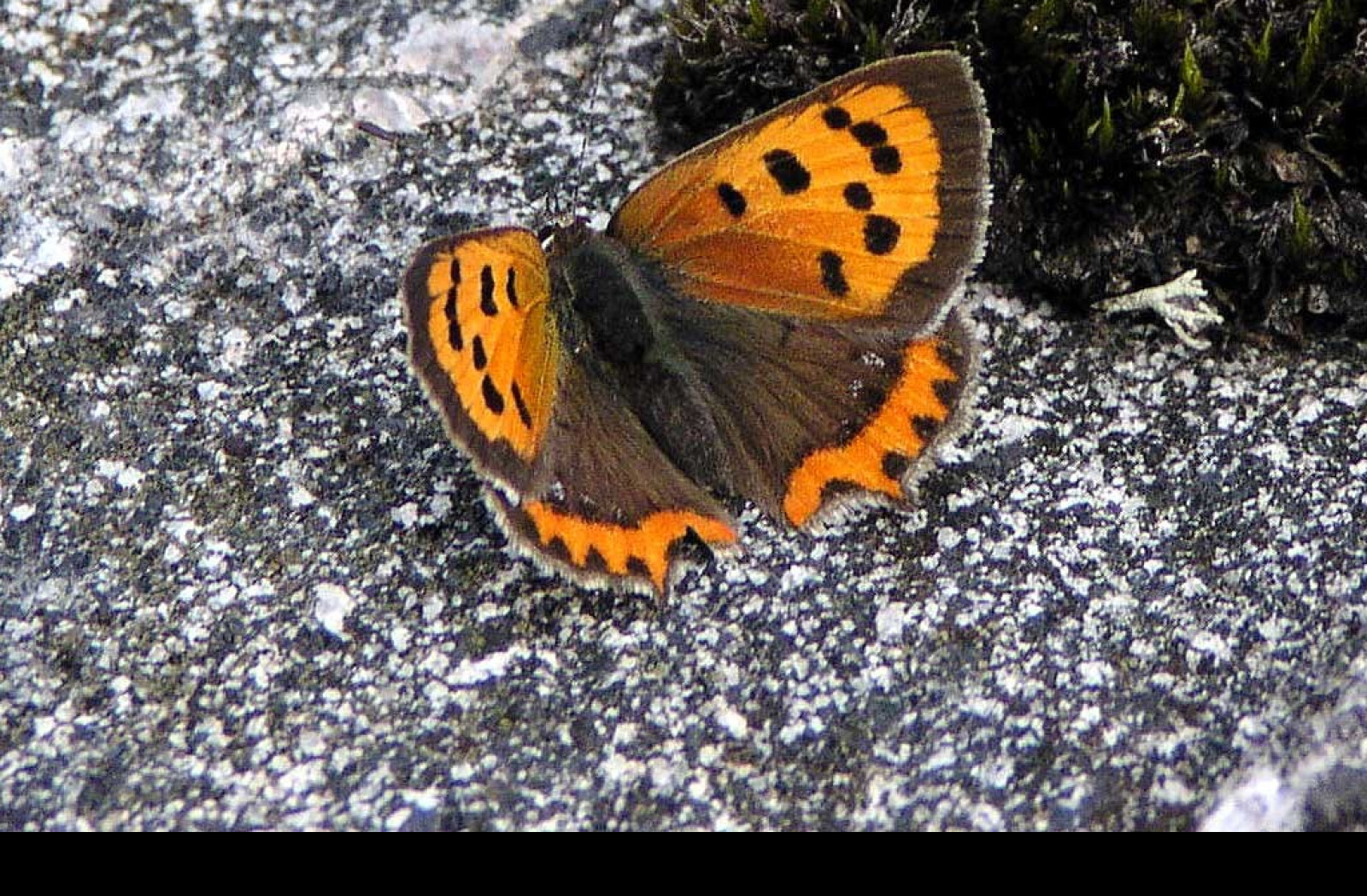Tapeta lycaenaphlaeas