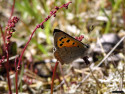 Tapeta Lycaena phlaeas 2