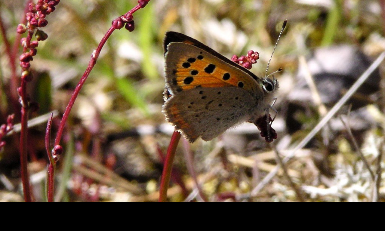 Tapeta lycaenaphlaeas2