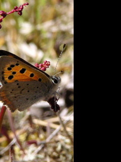 Tapeta lycaenaphlaeas2