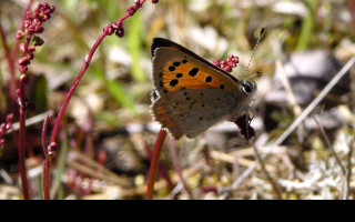 Tapeta lycaenaphlaeas2