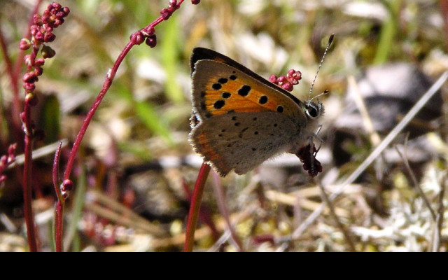 Tapeta lycaenaphlaeas2