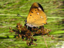 Tapeta Lycaena virgaureae