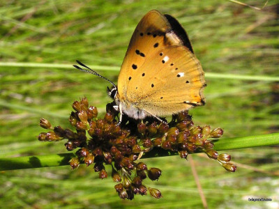 Tapeta: Lycaena virgaureae