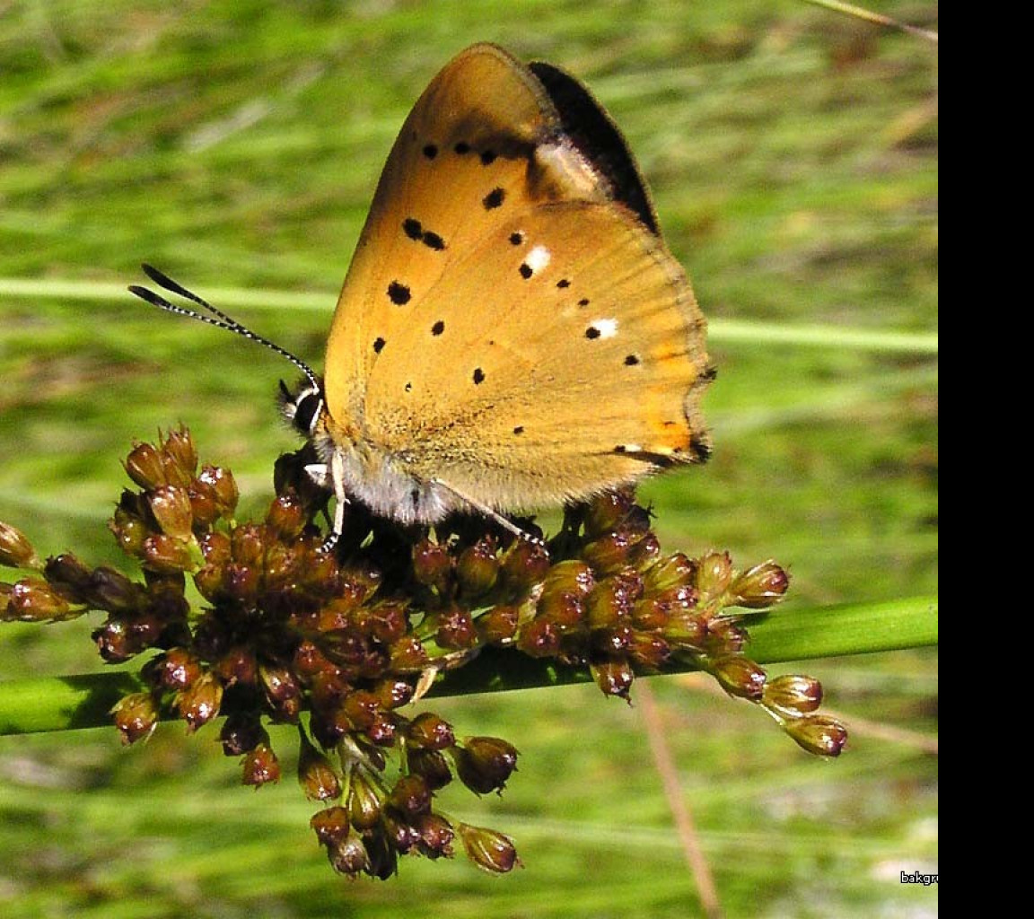 Tapeta lycaenavirgaureae