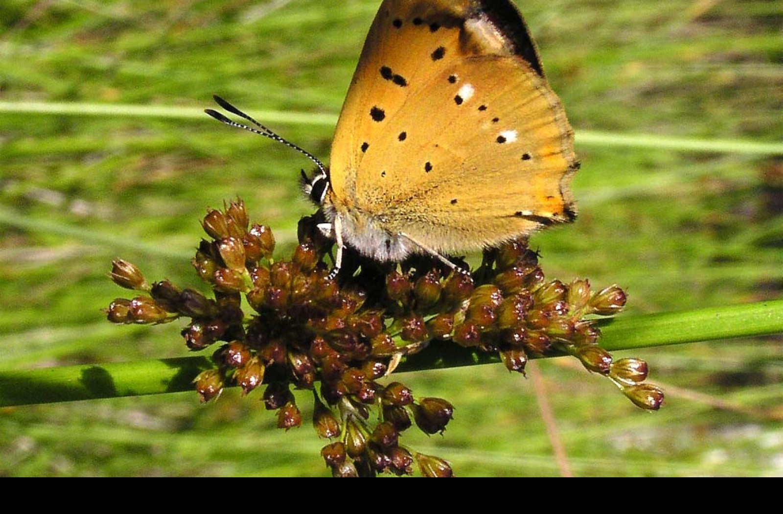 Tapeta lycaenavirgaureae