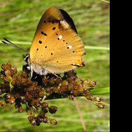 Tapeta lycaenavirgaureae