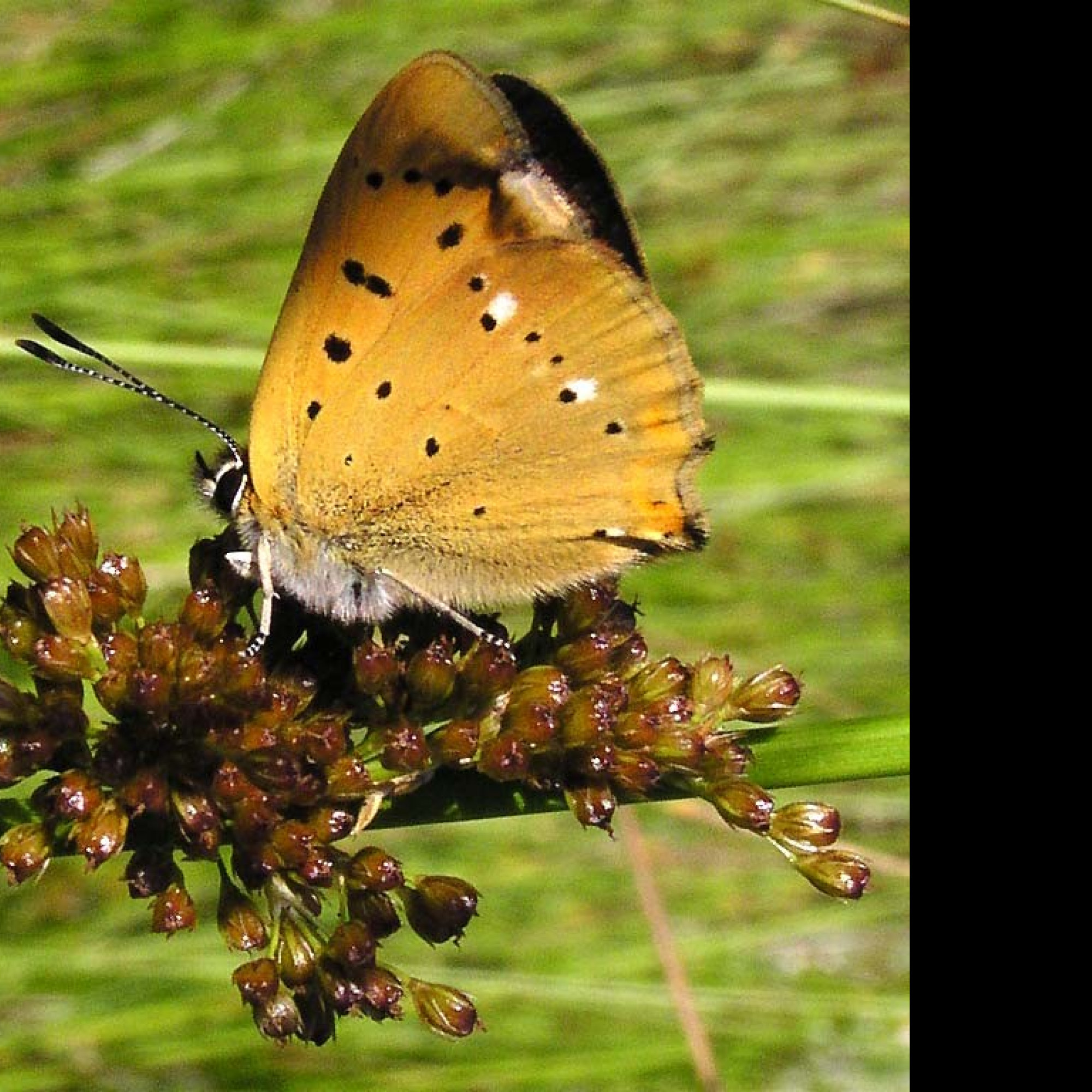 Tapeta lycaenavirgaureae