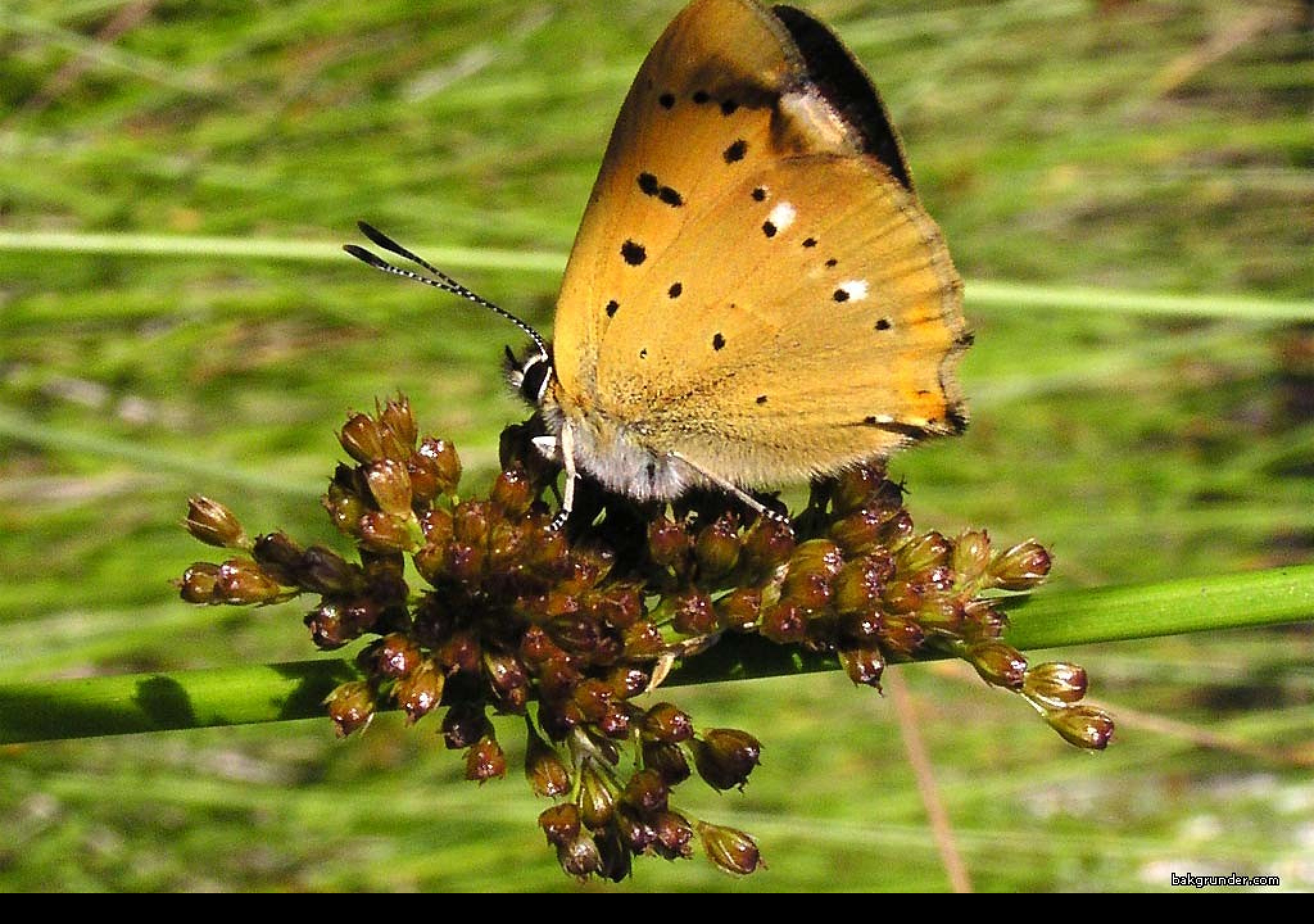 Tapeta lycaenavirgaureae