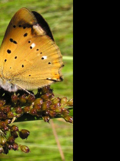 Tapeta lycaenavirgaureae