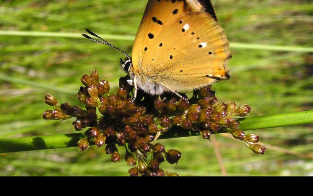 Tapeta lycaenavirgaureae