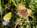 Tapeta Lycaena virgaureae 2