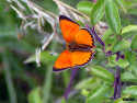 Tapeta Lycaena virgaureae 3