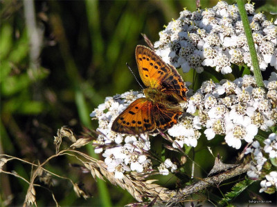 Tapeta: Lycaena virgaureae 4