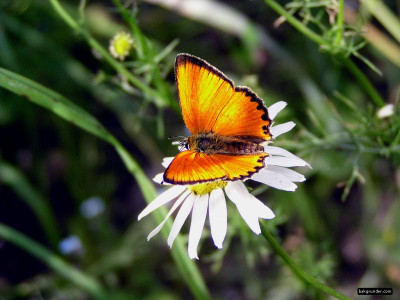 Tapeta: Lycaena virgaureae 5