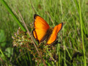 Tapeta Lycaena virgaureae 6