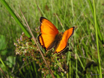 Tapeta: Lycaena virgaureae 6