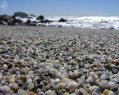 Tapeta Macro Beach