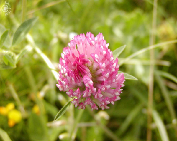 Tapeta macroflower