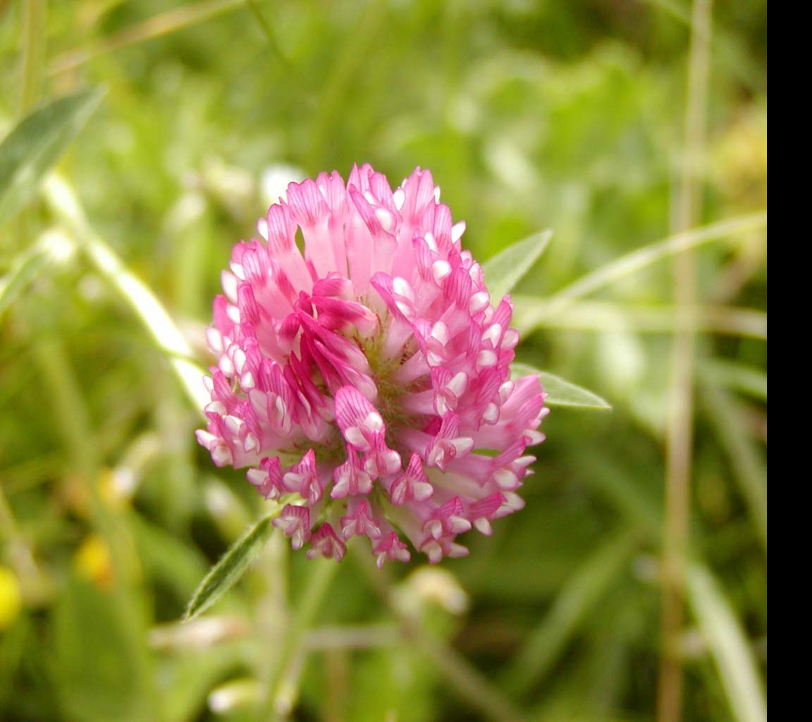 Tapeta macroflower