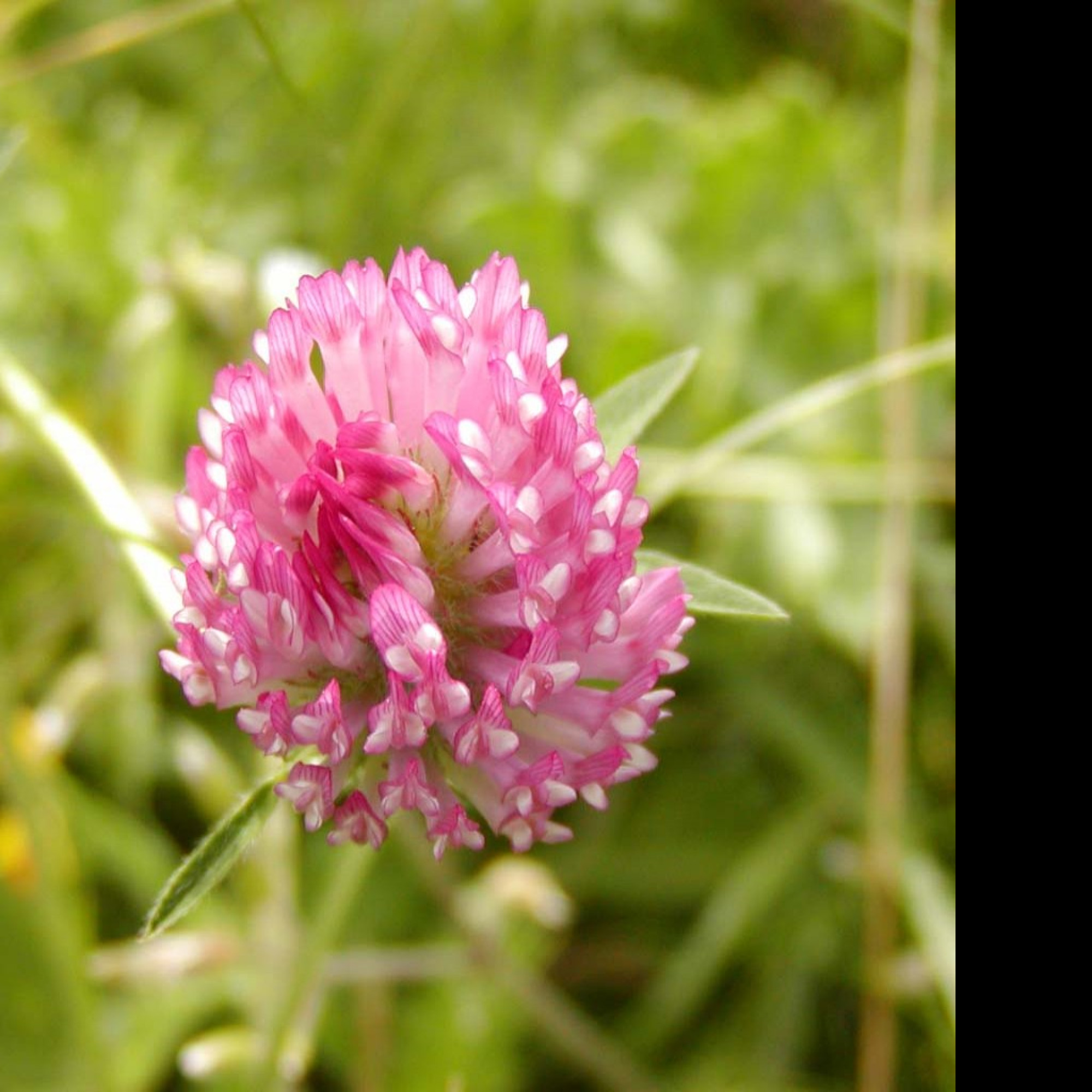 Tapeta macroflower