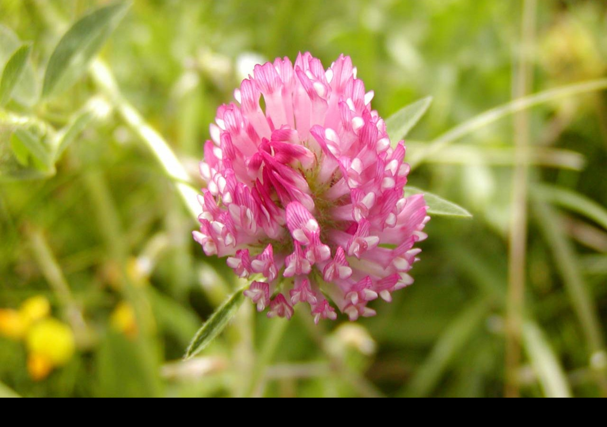 Tapeta macroflower