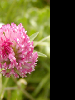 Tapeta macroflower