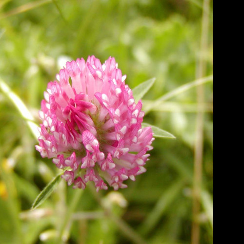Tapeta macroflower